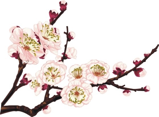 Cherry blossom icon design closeup Free CDR Vectors Art