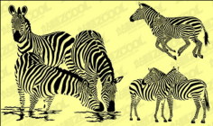 Zebra vector material Free CDR Vectors Art