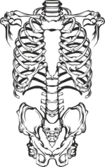 Human Skeleton Free CDR Vectors Art