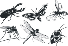A monochrome insect Free CDR Vectors Art