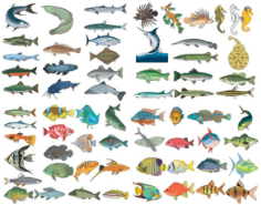A variety of fish Free CDR Vectors Art