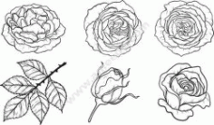 Rose Pattern Set Free DXF File