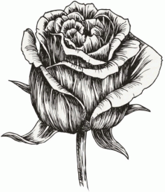 Hand Painted Rose Flower Free CDR Vectors Art