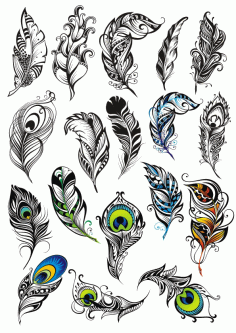 Beautiful Feathers Free CDR Vectors Art