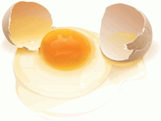 Realistic eggs Free CDR Vectors Art
